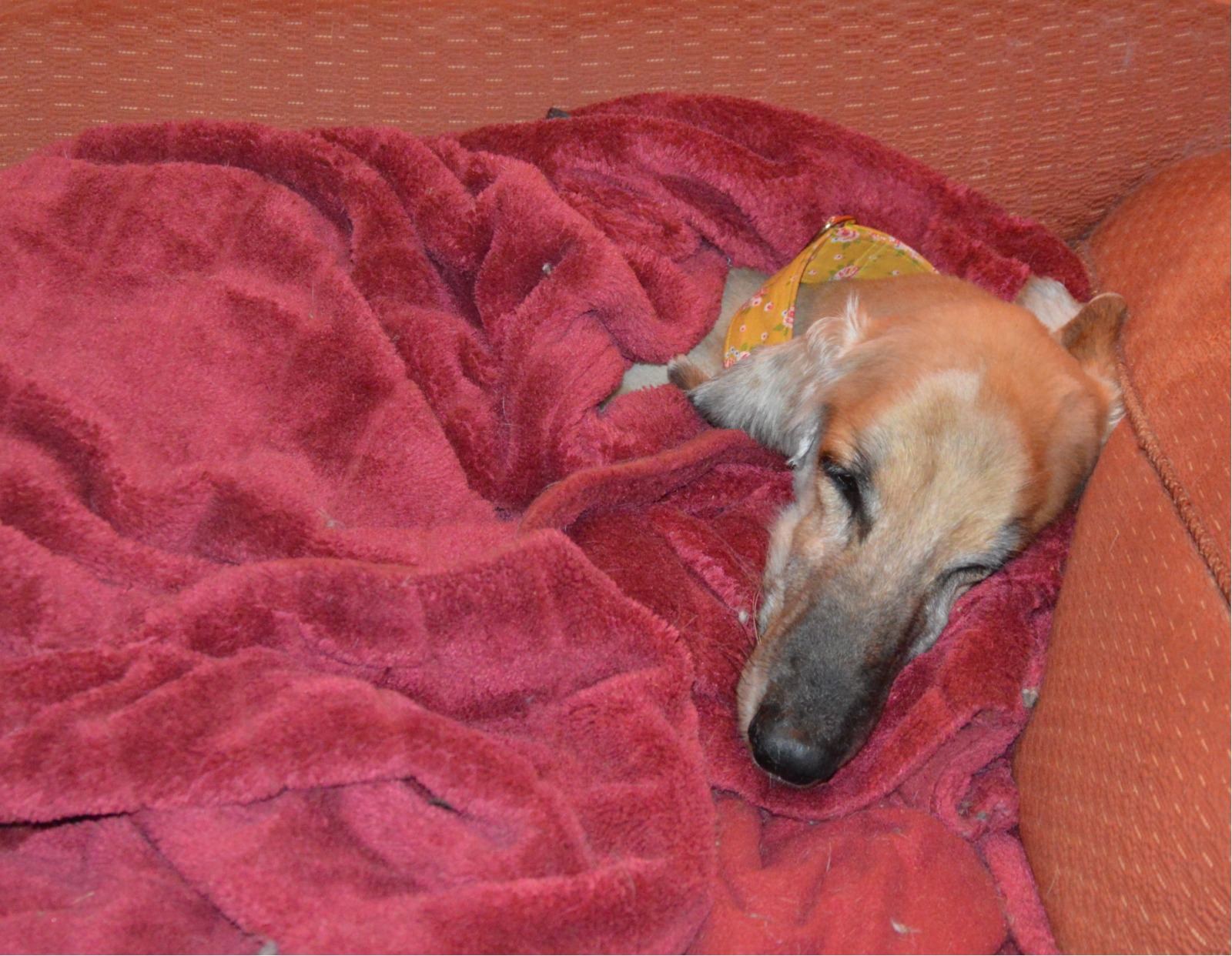 Neuigkeiten von den alten Äffchen