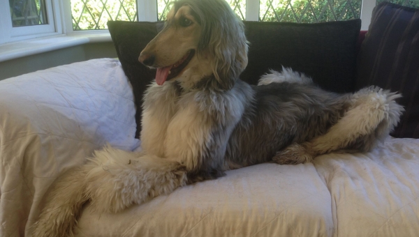 Manchmal muss man in die Ferne schweifen