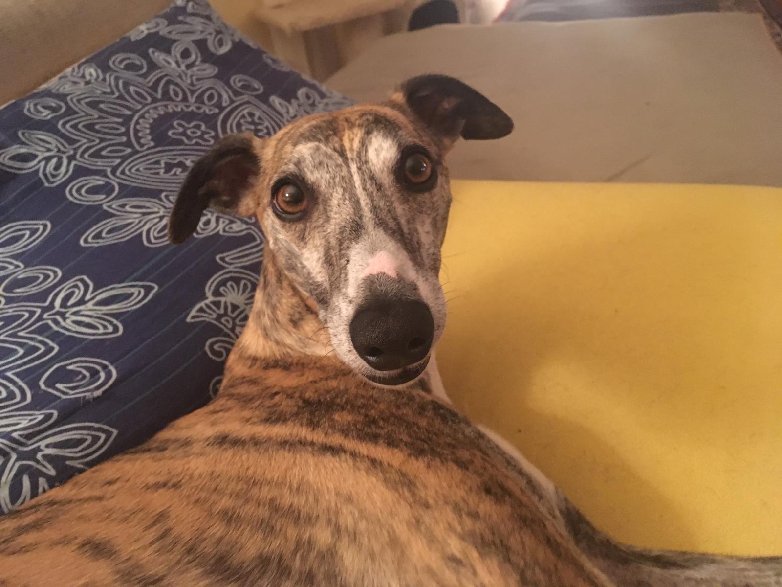 Whippet-Rüde: Milan