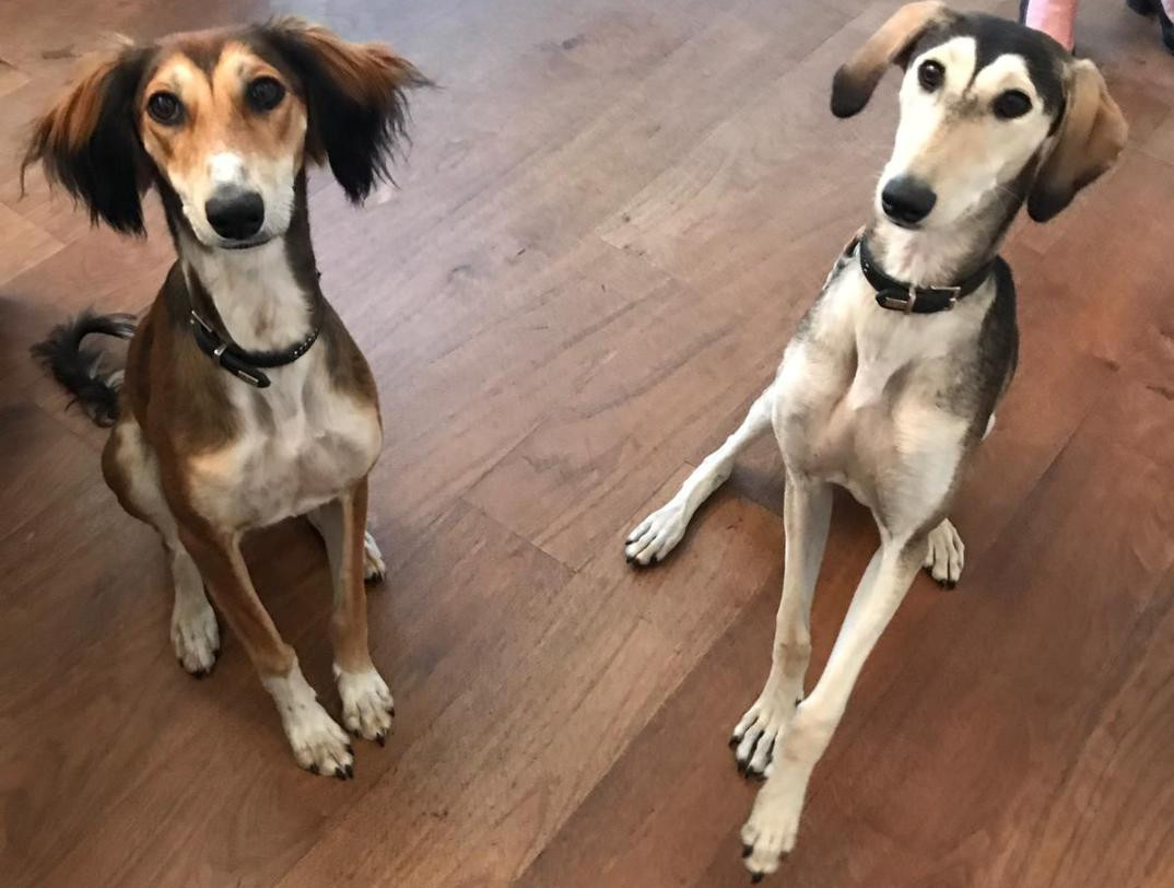 Saluki-Hündinnen: Ava & Leyla