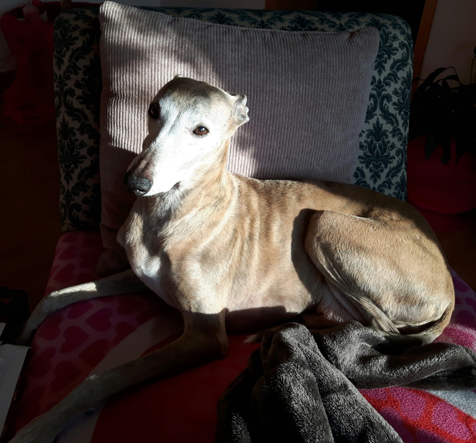 Whippet-Rüde: DONNY