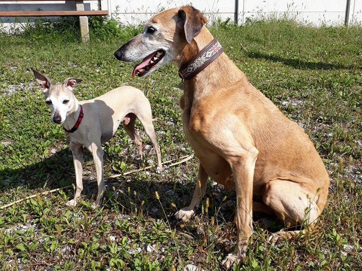 Afghanen-Whippet-Mix-Hündin: Pinin
