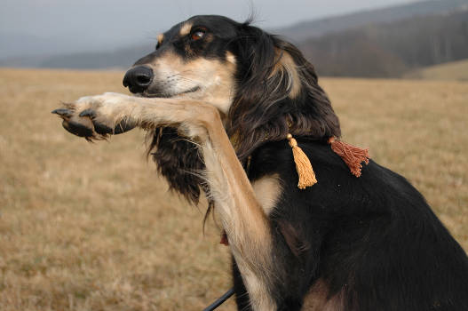 Saluki-Rüde: Duque