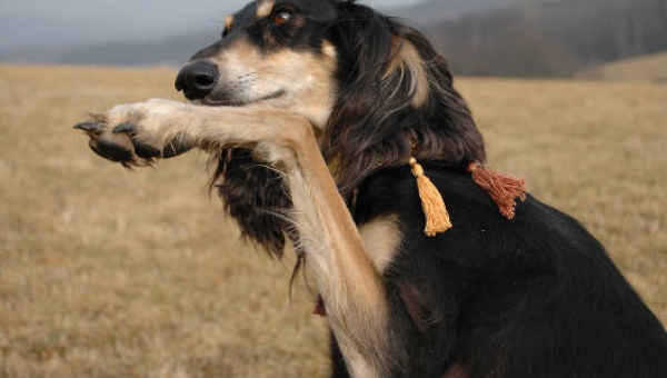 Saluki-Rüde: Duque