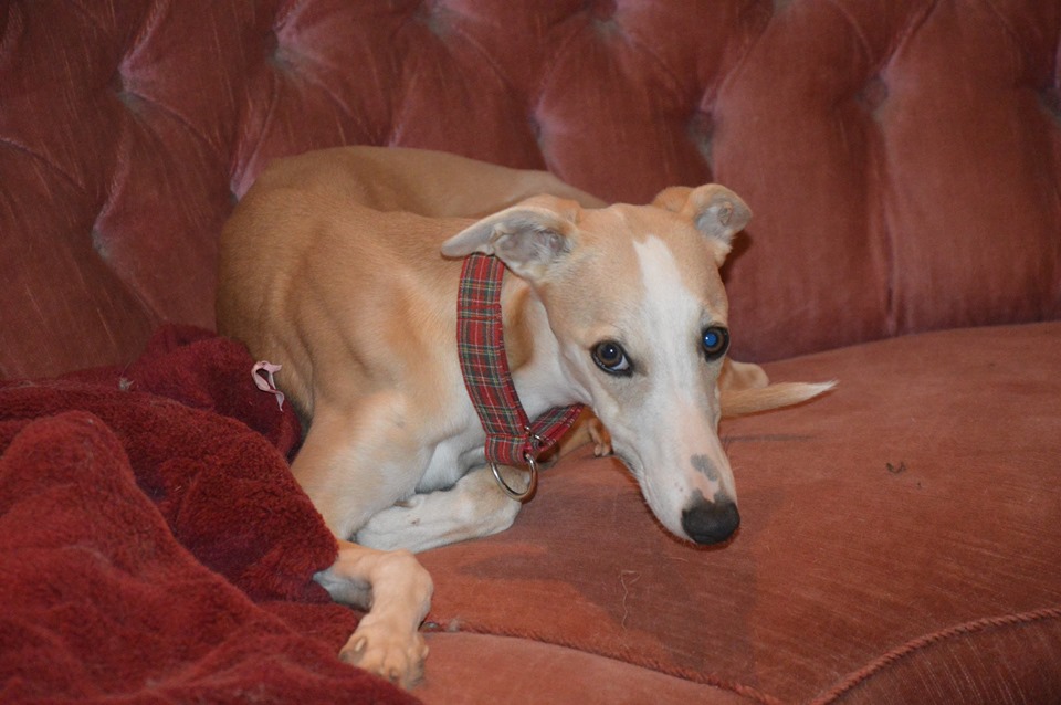 Whippets…wie Sand am Meer