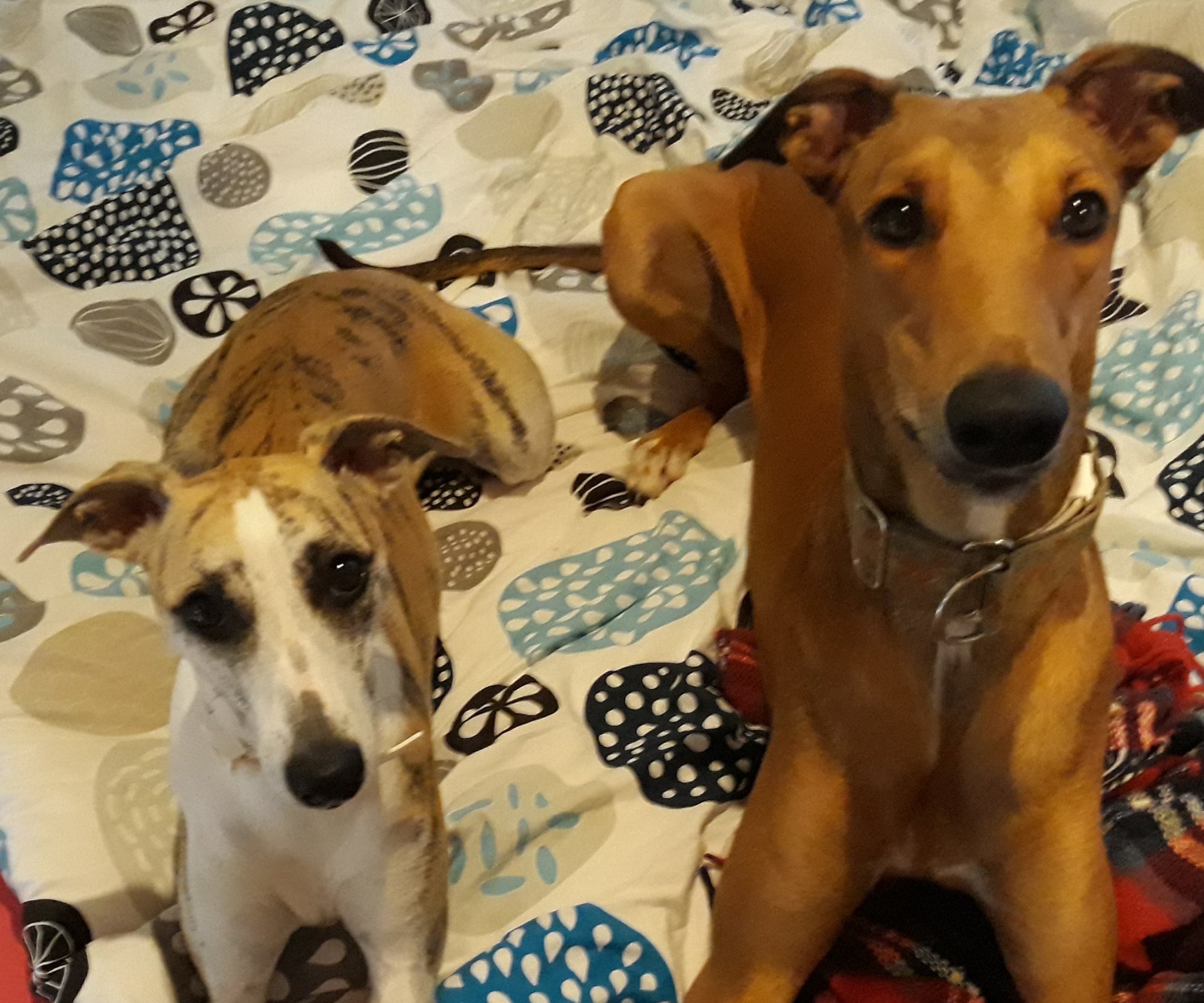 Unsere Show-Greys feierten...