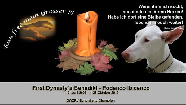 Podenco-Ibicenco-Rüde: BENEDIKT