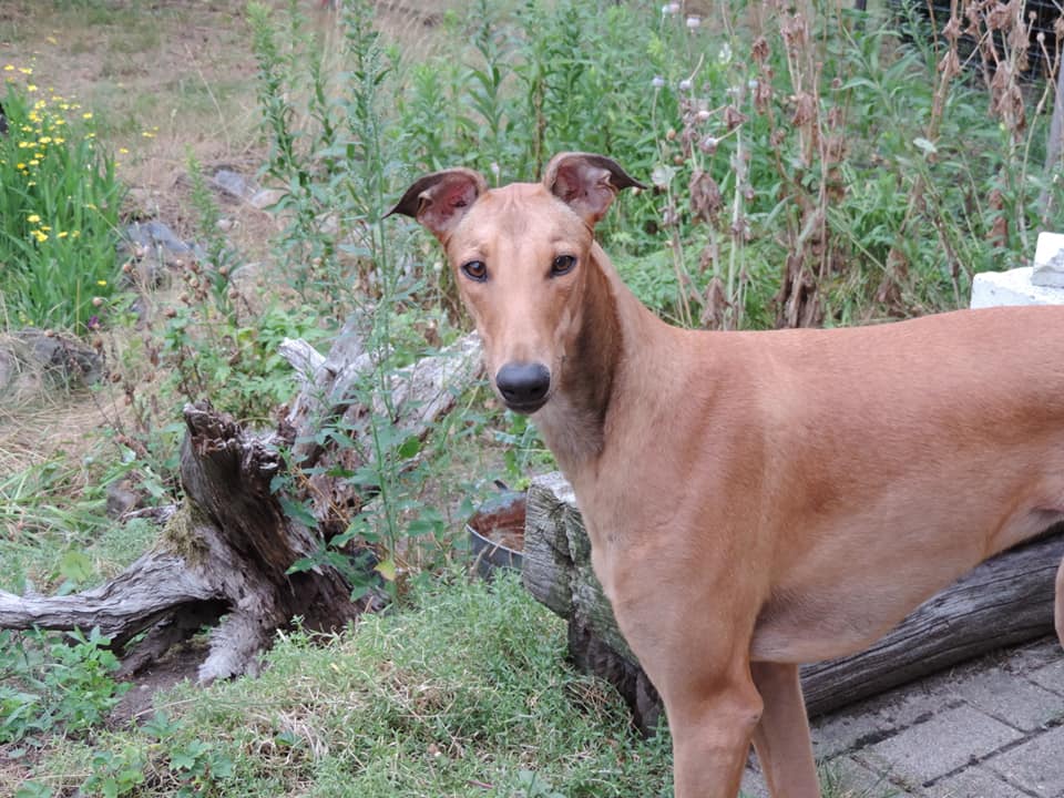 Rote Windhunde im Umbruch