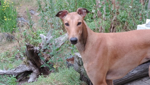 Rote Windhunde im Umbruch