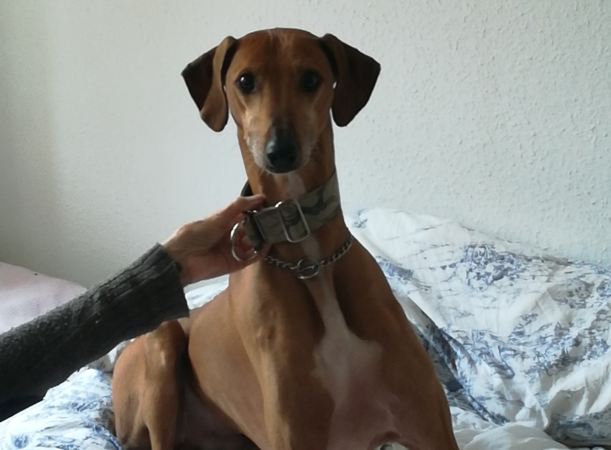 Azawkh-Rüde: Bashir