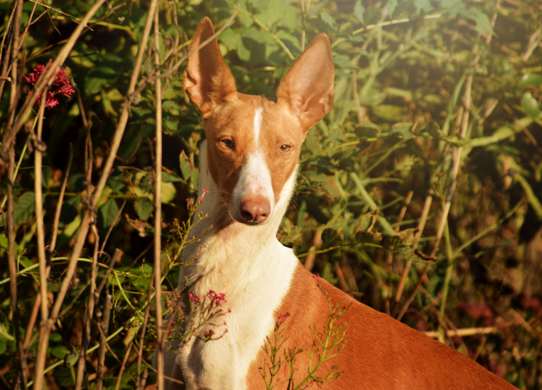 Podenco Andaluz-Hündin: Txiki