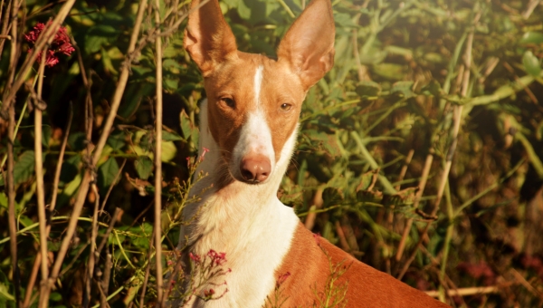 Naturverbundene Gärtnerin sucht
