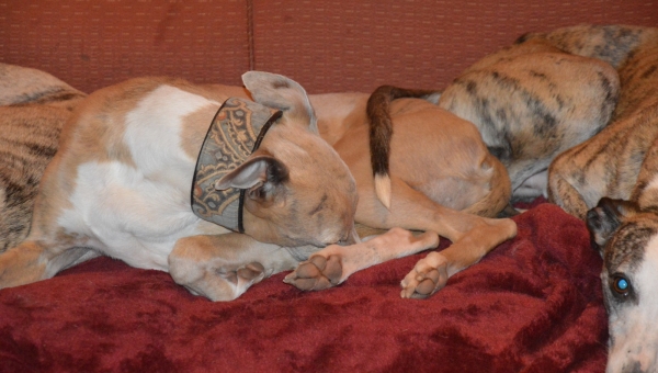 ...und unser Emil ist reserviert!