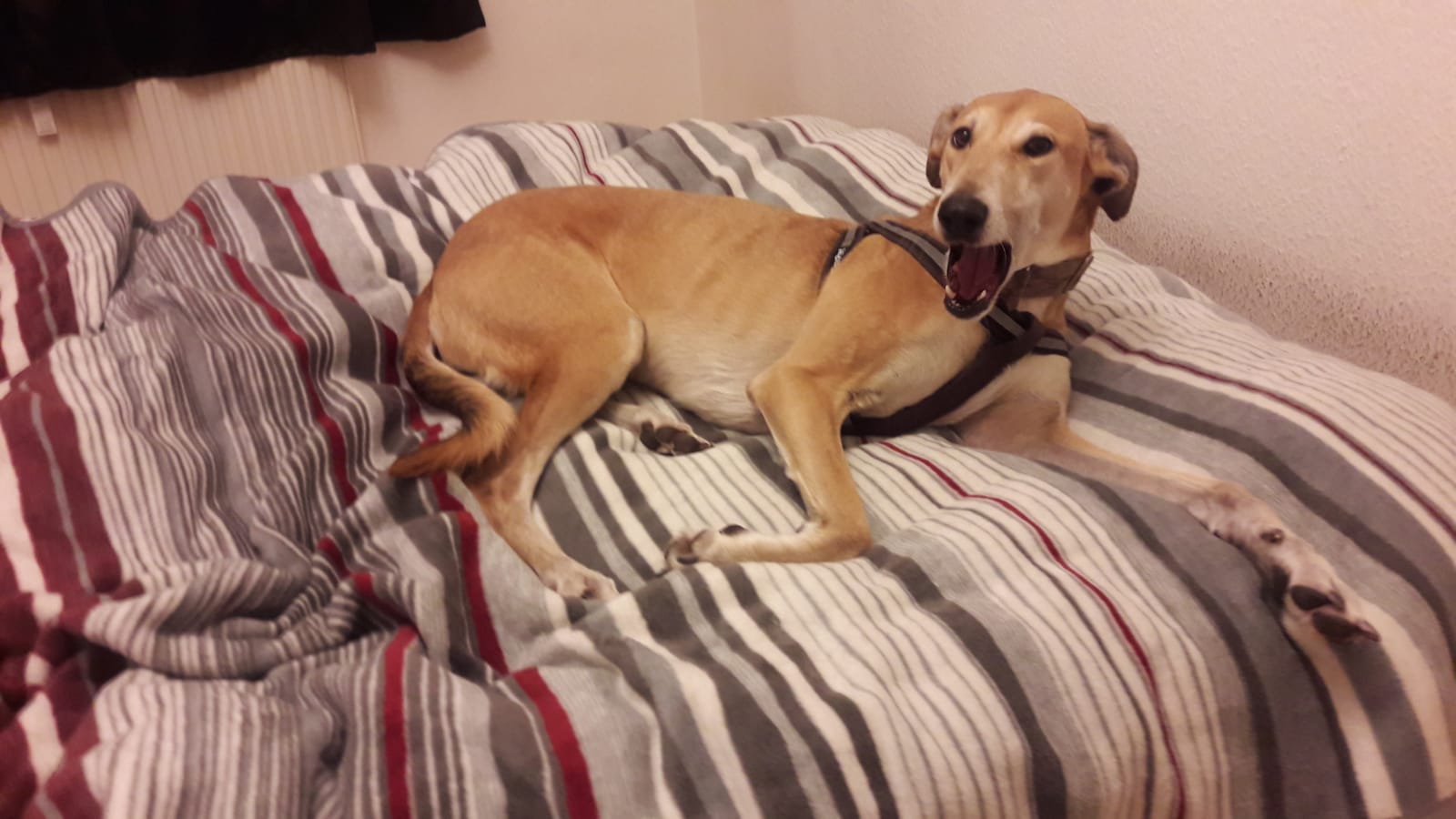 Windhund-Mix-Hündin: Frida