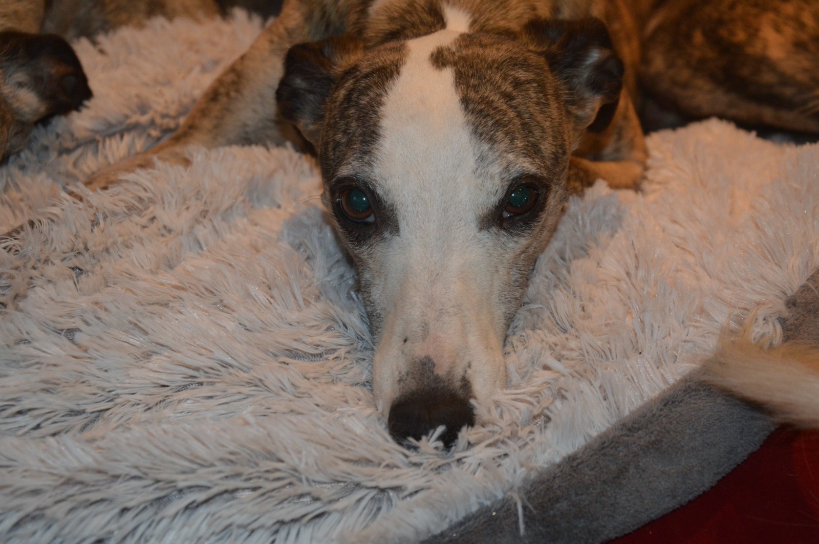 Whippet-Rüde: Benni