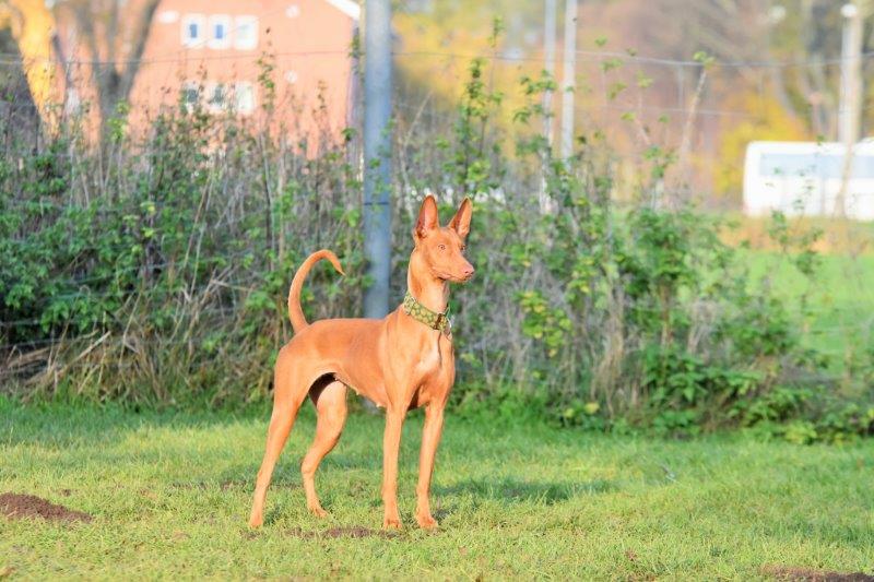 Pharao Hound-Hündin: Ginger