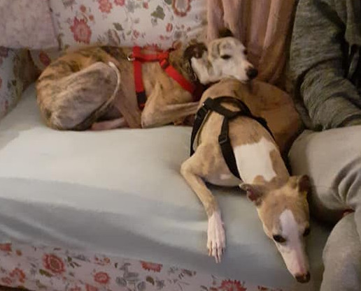 Chloé & Fleur im neues Zuhause