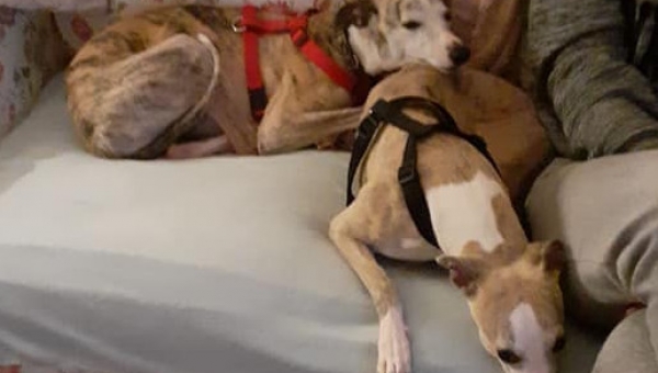 Chloé & Fleur im neues Zuhause