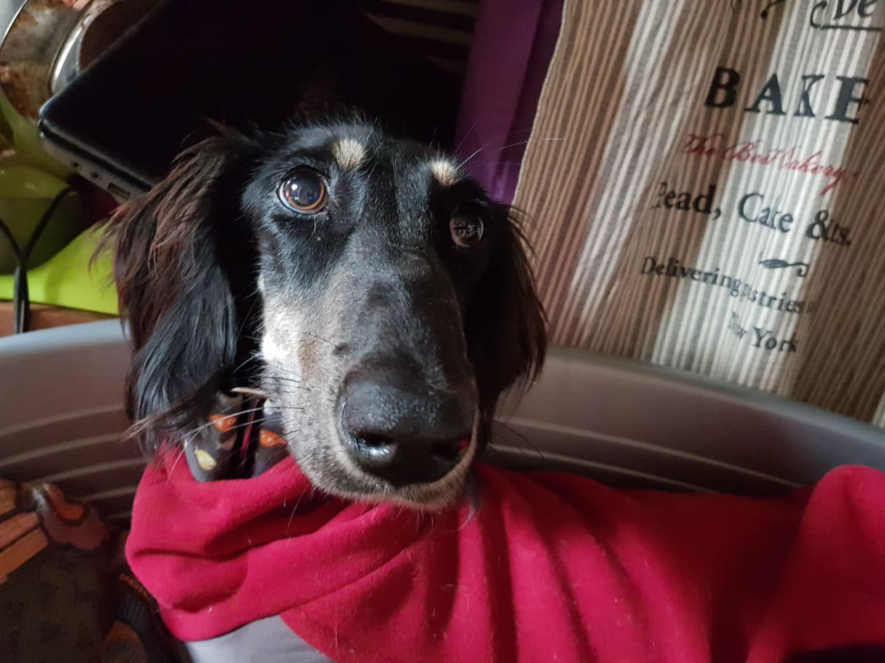 Jerry - neuer Versuch