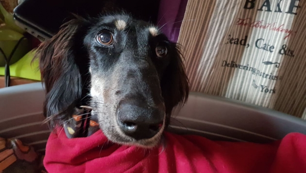 Jerry - neuer Versuch