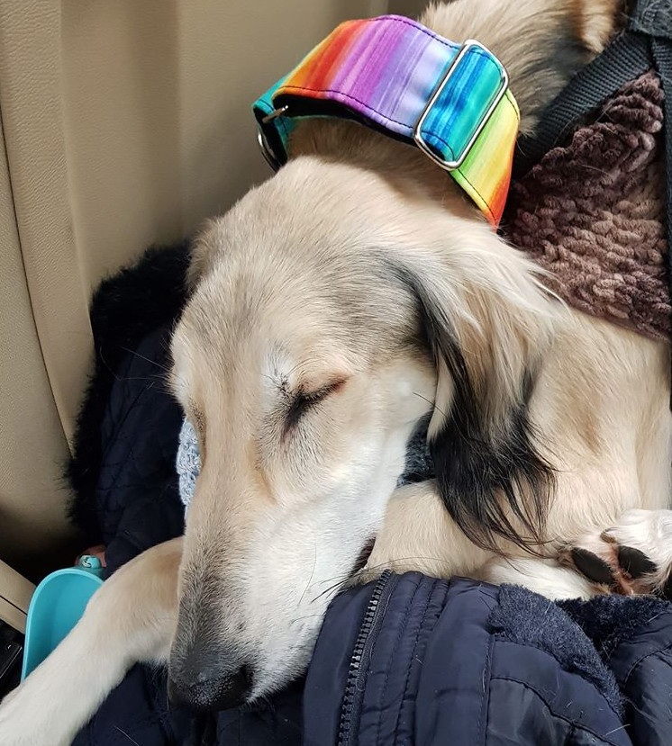 Lerry hat ein eigenes Zuhause