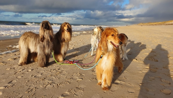 Bald ist Weihnachten