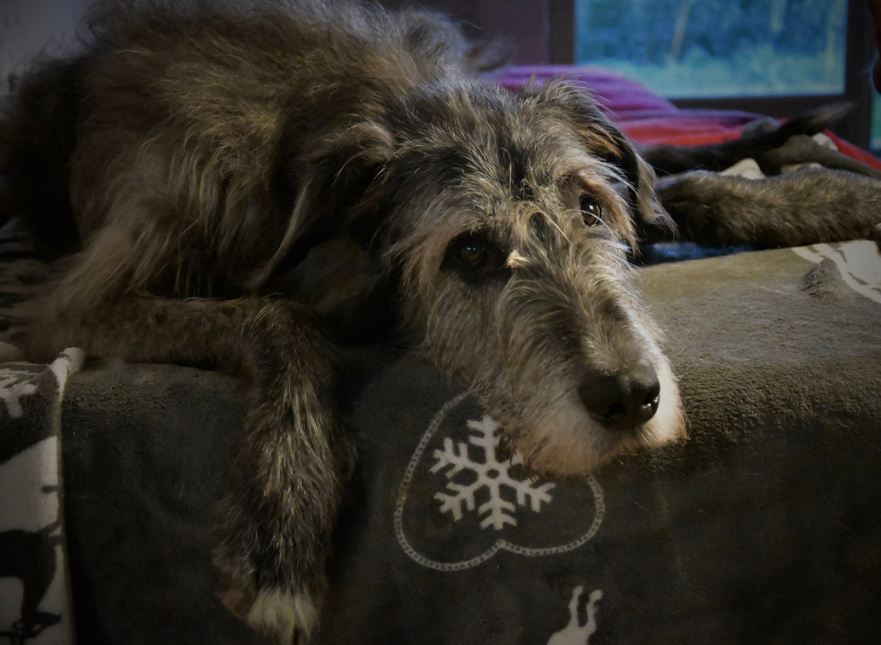 Patenwölfchen Faolan