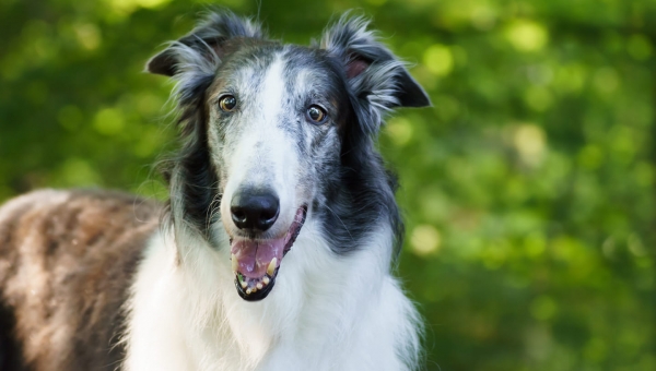 Unser Zirkusbarsoi Juri