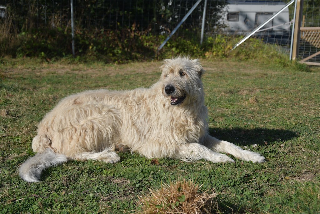 Patenwölfchen Jeanny