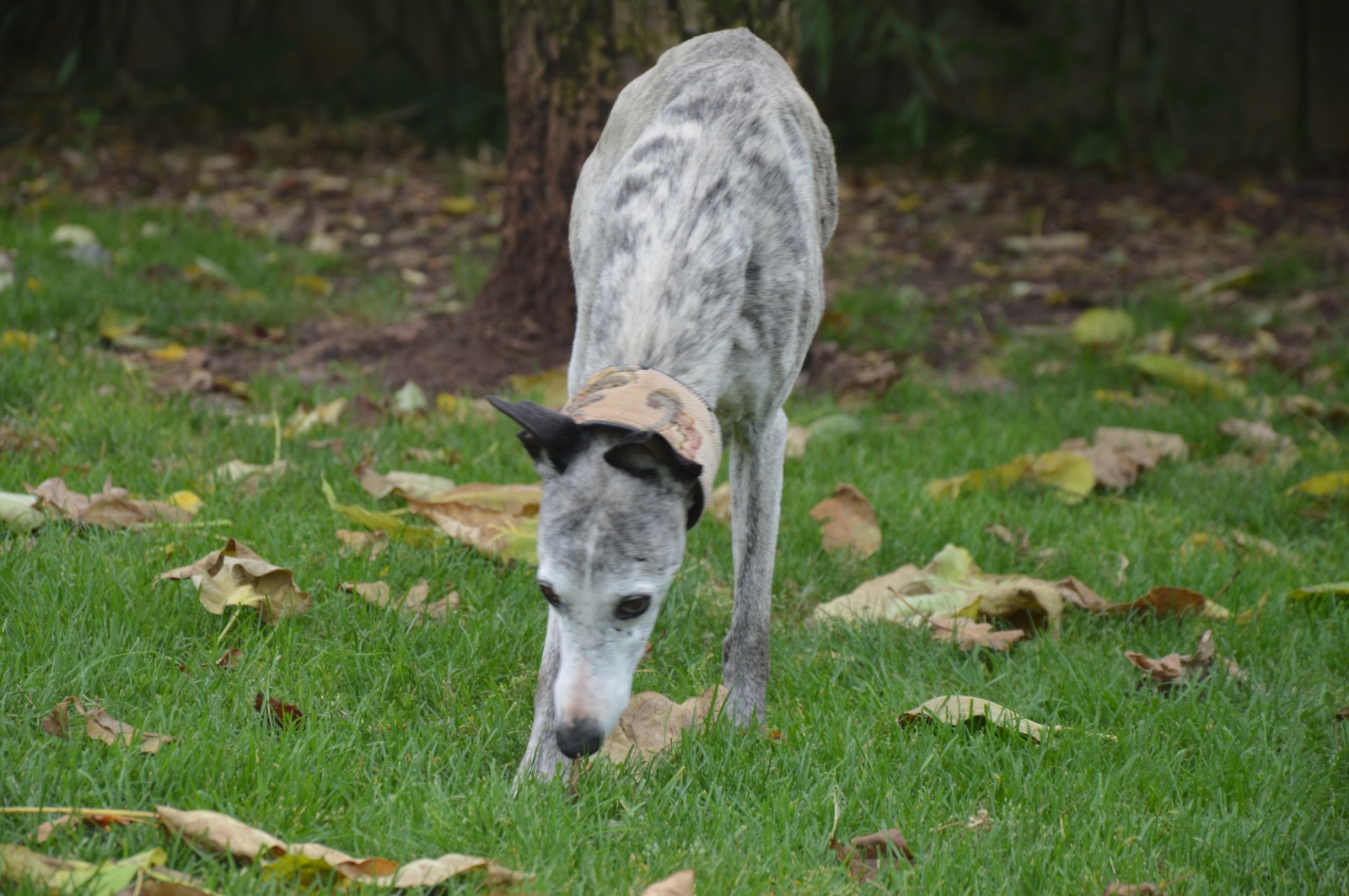 Unser Joda ist reserviert