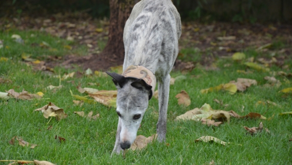 Unser Joda ist reserviert