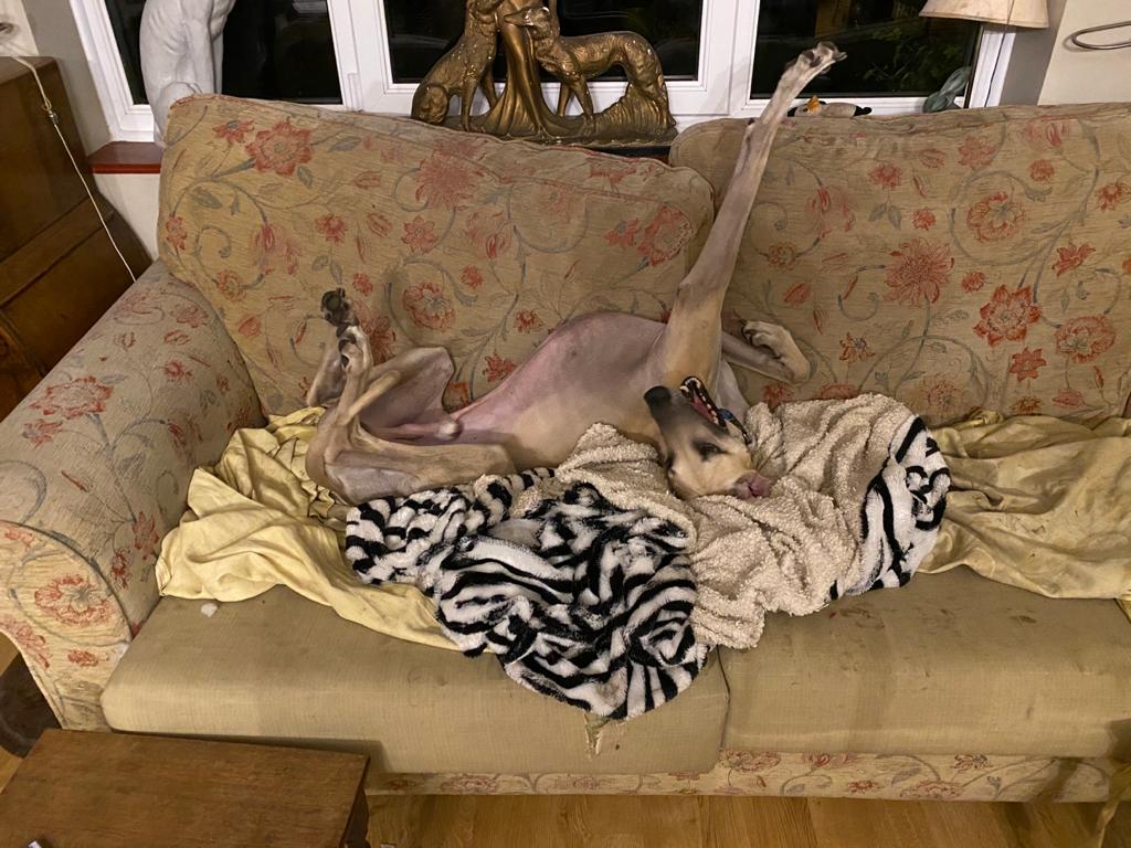 Sloughi-Rüde: Sinaan