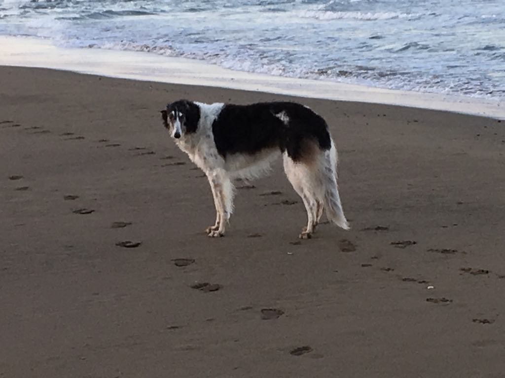 Barsoi Helene feiert