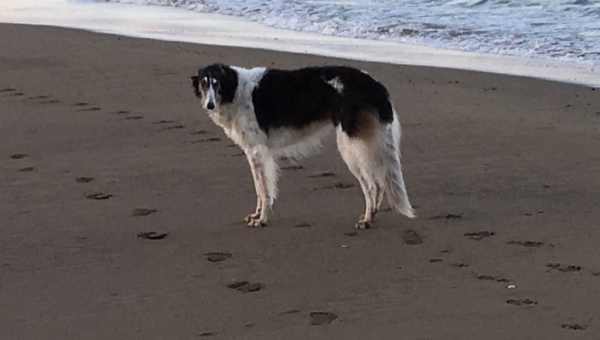 Barsoi Helene feiert