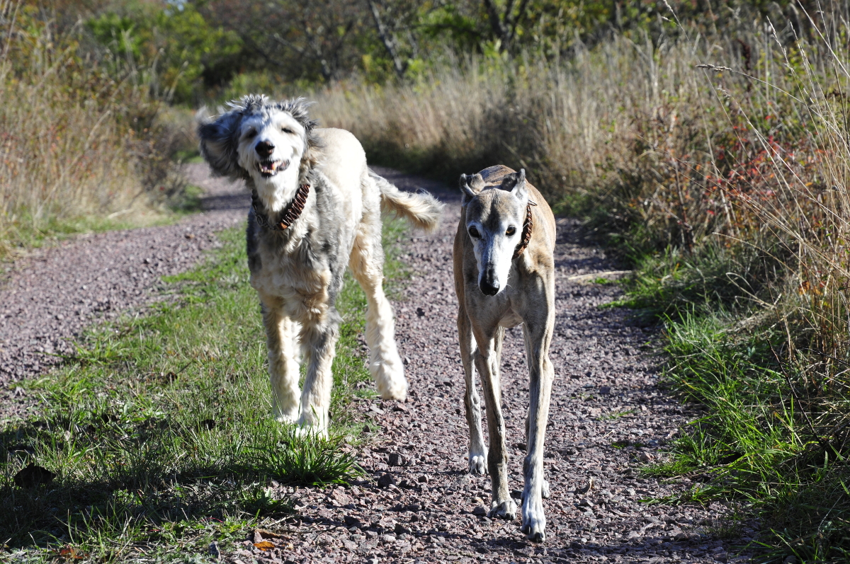 Paten-Afghane Mechthild