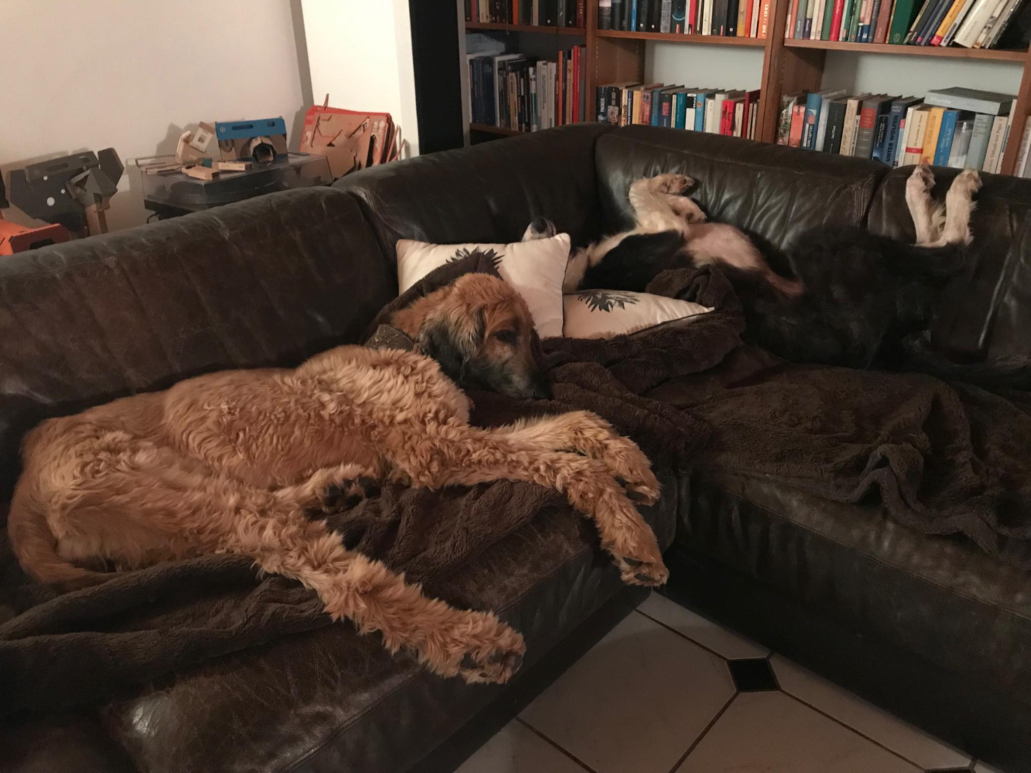 Ginger ist reserviert