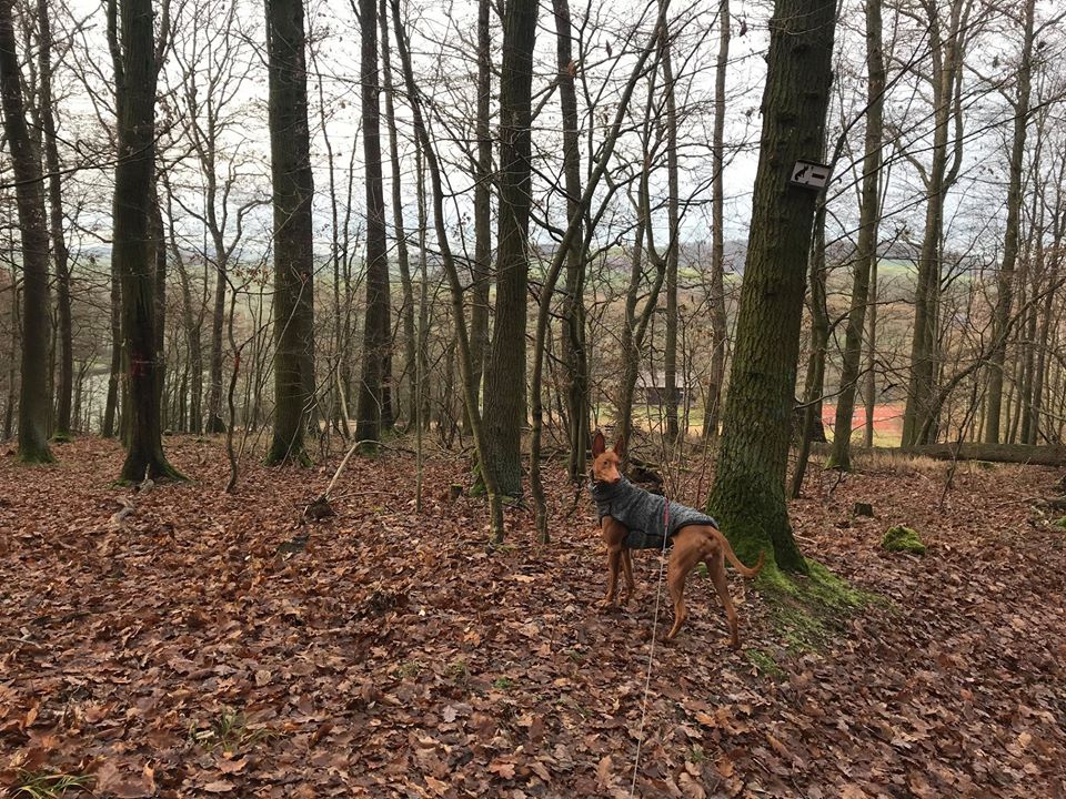 Ginger im neuen Zuhause