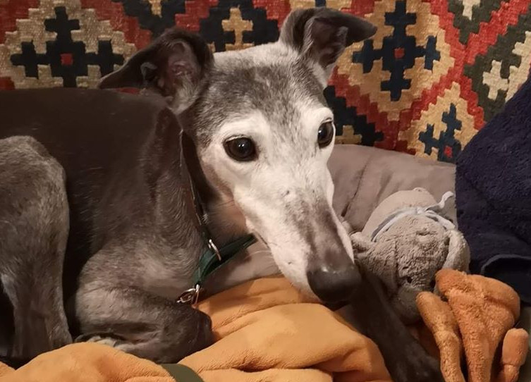 Herzlichen Glückwunsch liebe Trudi