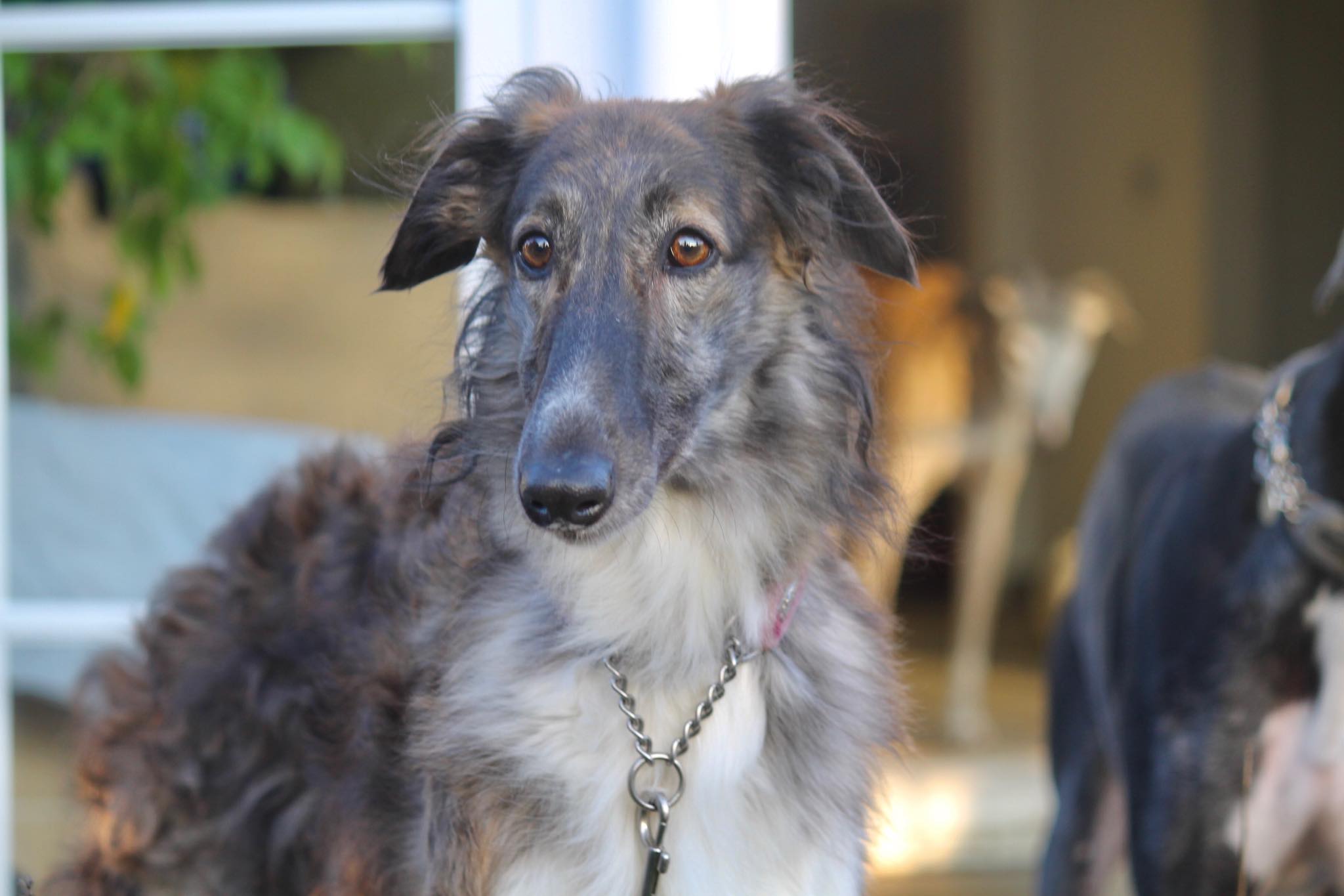 Barsoi-Hündin: Heidi