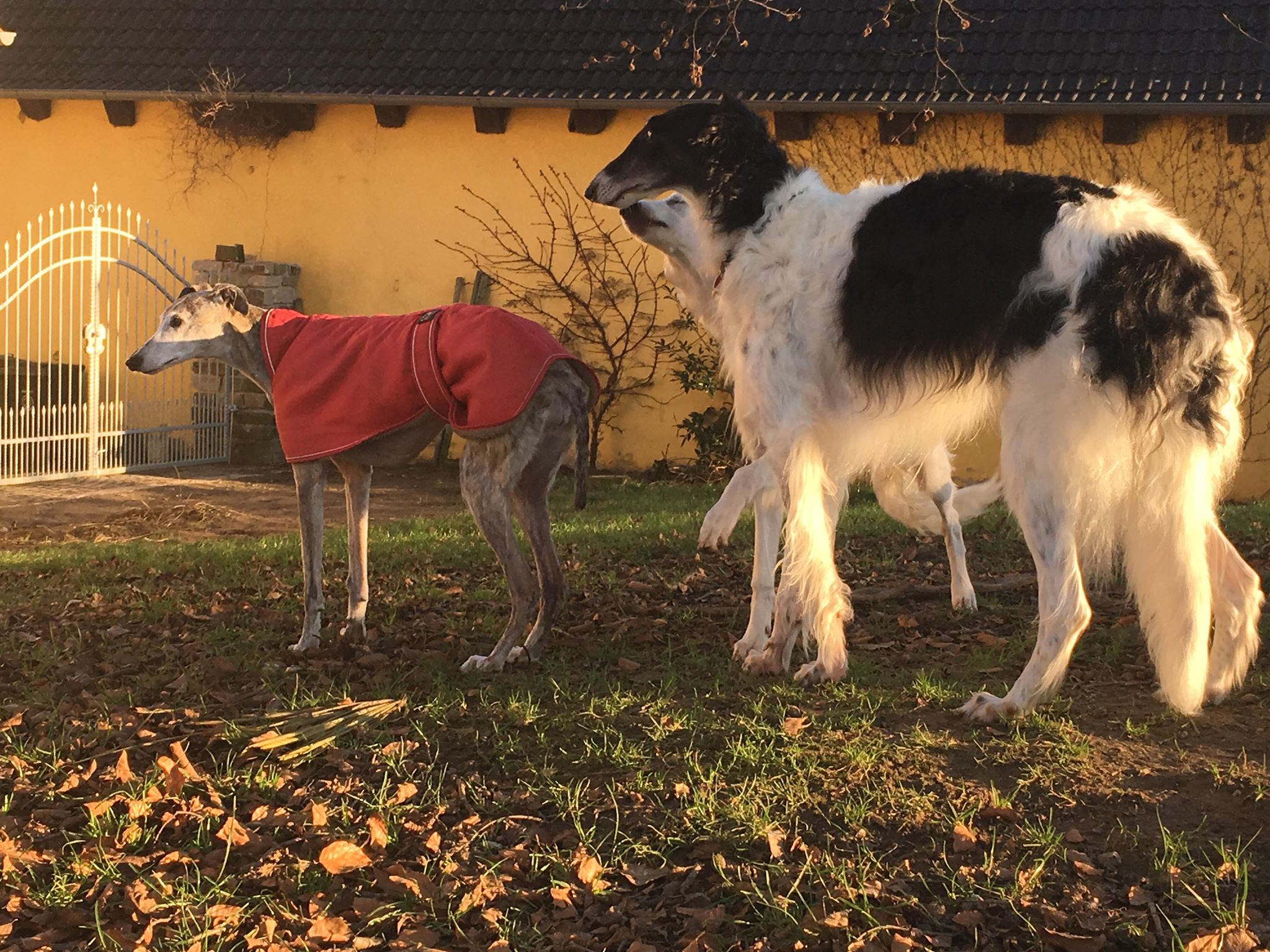 Barsoi-Hündin: Angel