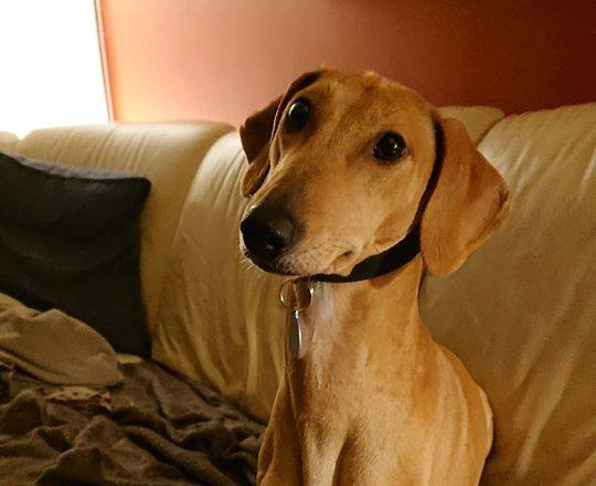 Azawakh-Hündin: Ninni