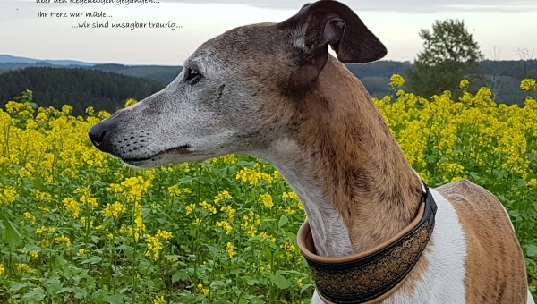 Whippet-Hündin: EMILIA