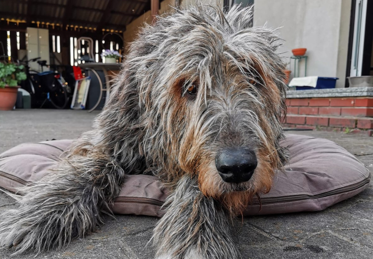 Irish Wolfhound-Rüde: Blaumann