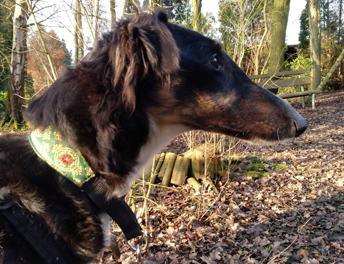 Barsoi-Hündin: Alma