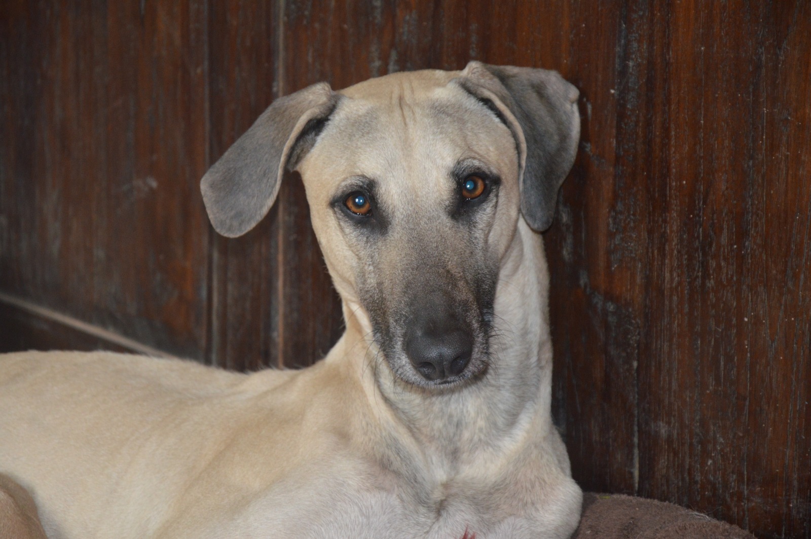 Sloughi-Rüde: Carlos