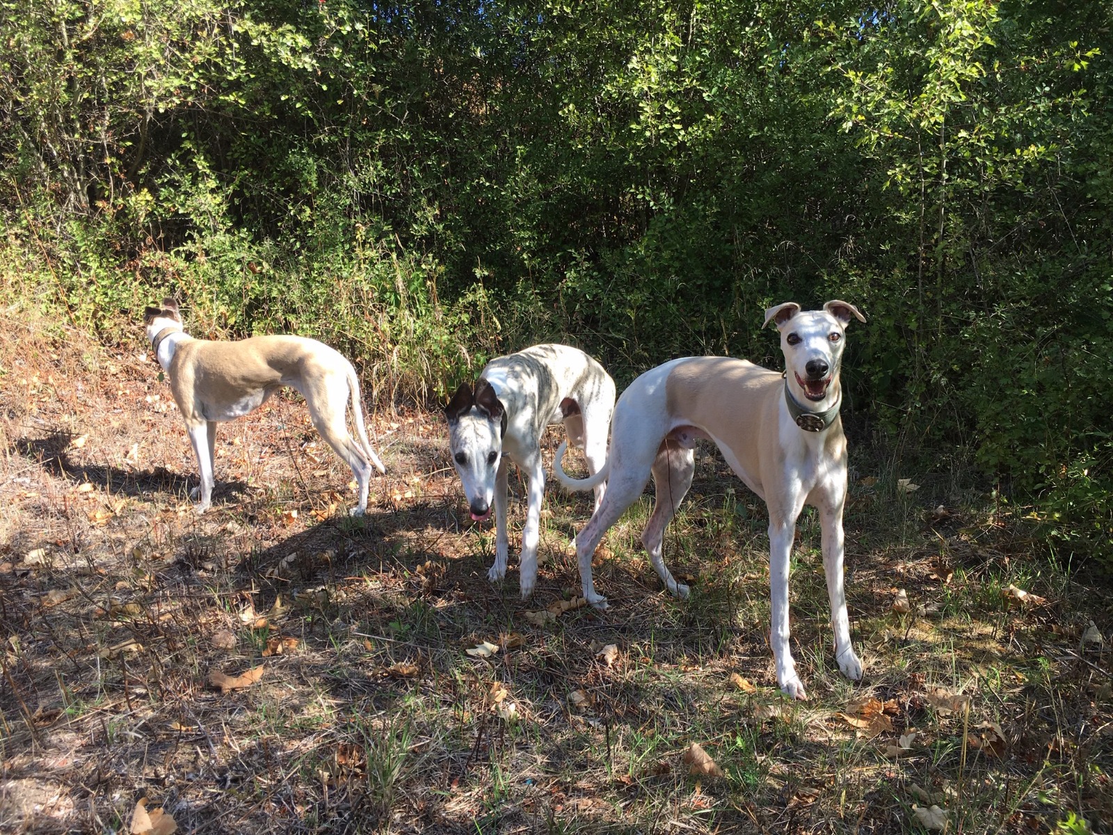 Glückliche Whippets