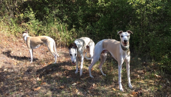 Glückliche Whippets