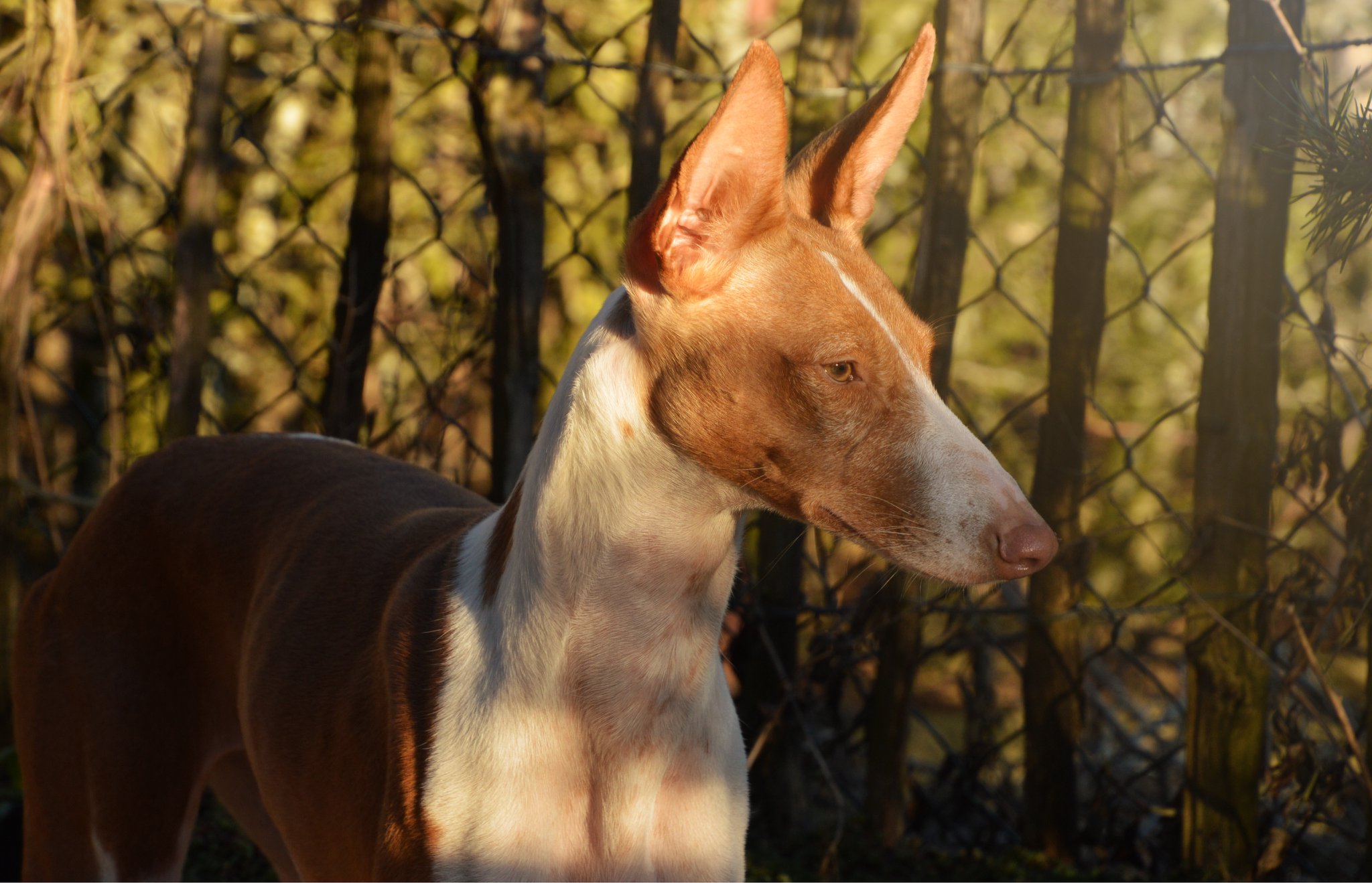 Auch mit Katzen kann die Süße