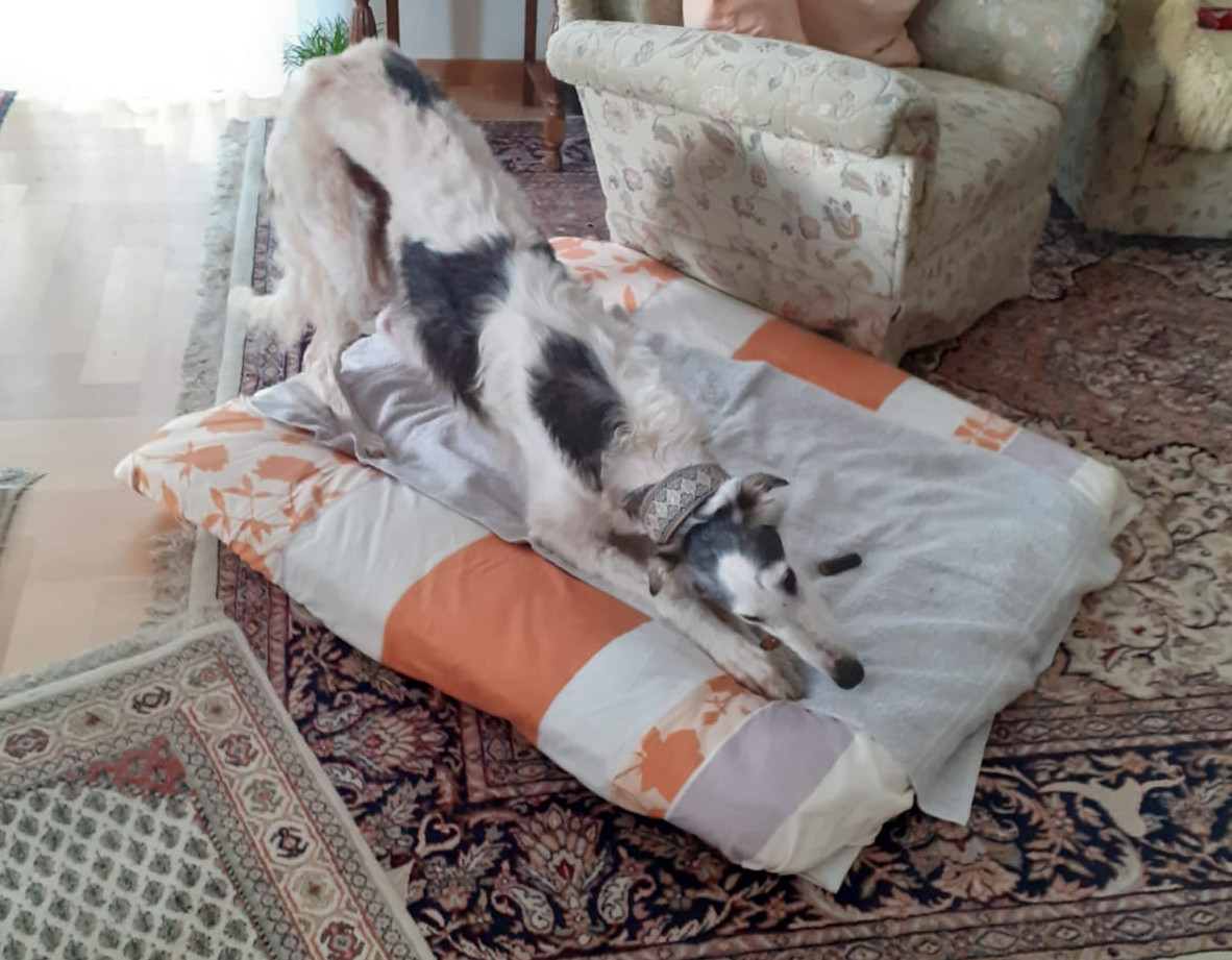 Barsoi-Hündin: Dori