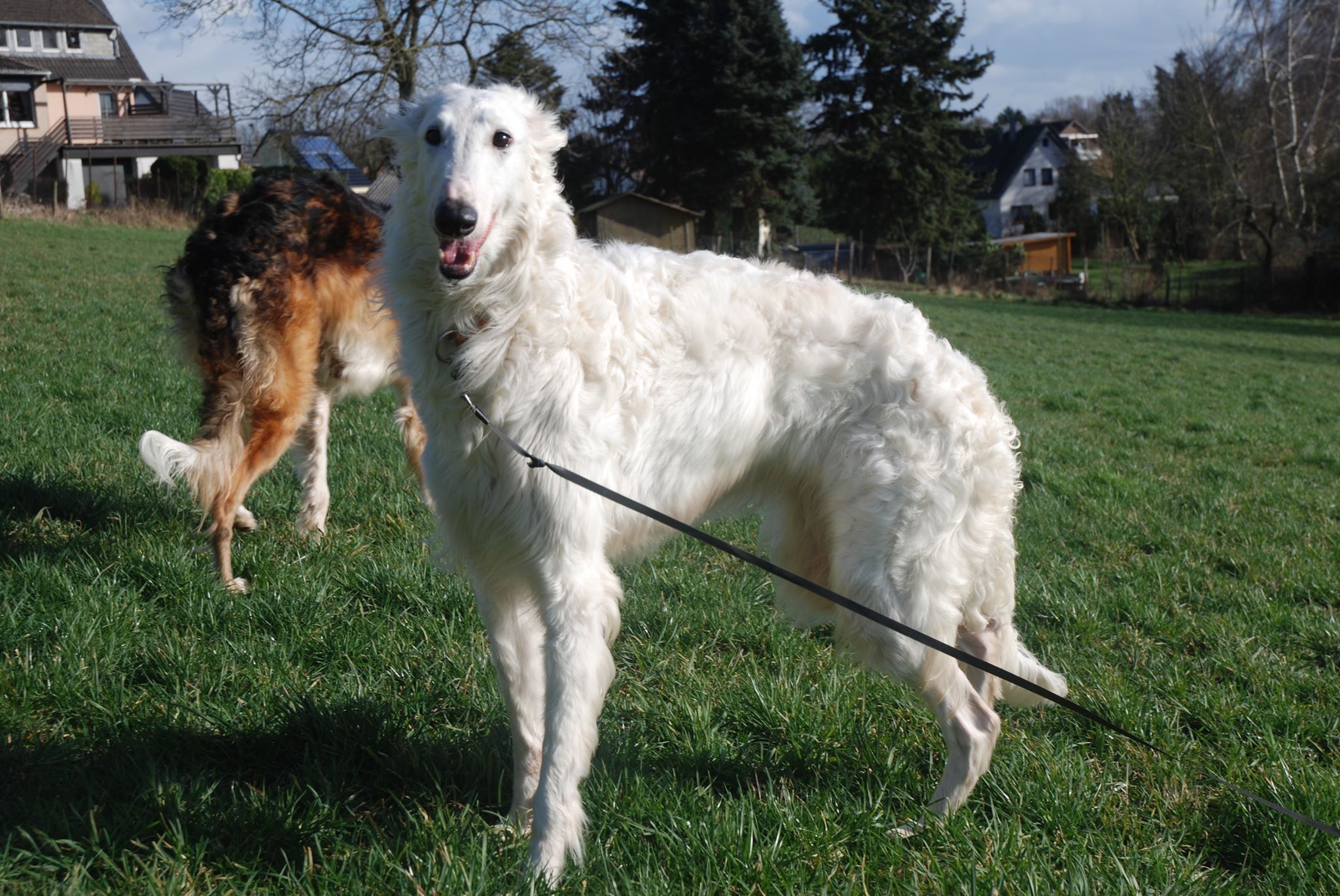 Barsoi-Hündin: Malinka (ehemals Lizzy)